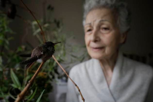 Catia Lattouf, Hummingbird Rescuer And Caregiver In Mexico Catia Lattouf, health coucher, hummingbird rescuer and keeper, feeds hummingbirds inside her apartment in Mexico City. Mexico City Mexico City Mexico  Copyright: xGerardoxVieyrax originalFilename: vieyra-notitle230823_npSaA.jpg