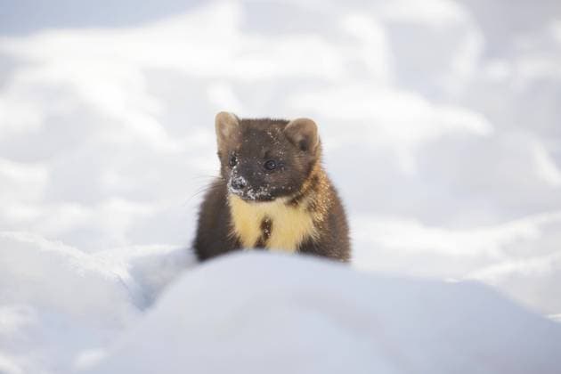  Europäischer Baummarder (Martes martes) bei der Jagd im Schnee im Winter *** European Pine martens Martes Martes at the Hunting at Snow at Winter Copyright: imageBROKER/alimdix/xArterrax/xJohanxDexMeester ibltsm09529637.jpg