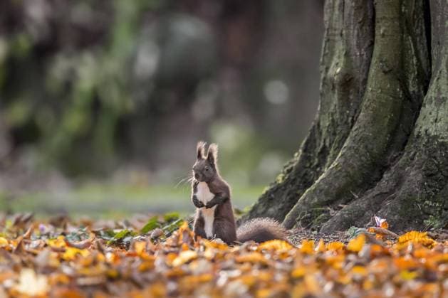  Niedliches rotes Eichhörnchen (Sciurus vulgaris) auf dem Waldboden am Fuß eines Laubbaums im Herbstwald *** Niedliches Red Squirrel Sciurus vulgaris at the Forest soil on Foot one Deciduous tree at Autumn forest Copyright: imageBROKER/alimdix/xArterrax/xSven-ErikxArndt ibltsm09529706.jpg