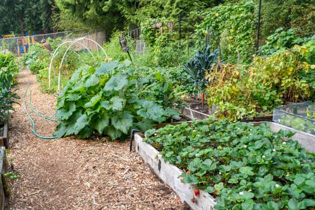 IMAGO Creative: Garten, Anbau im Hochbeet Issaquah, Washington State, USA. Mirrormont Pea Patch community vegetable garden. Plants include strawberries, squash, dinosaur kale, cherry tomatoes, pole beans and more. (PR)  Copyright: xJanetxHortonx x US48 JHO1755