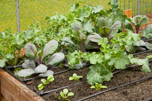 IMAGO Creative: Garten, Anbau im Hochbeet Issaquah, Washington State, USA. Spring vegetable garden, showing green kale and other veggies which grew over the winter, and new veggies just planted in a raised garden bed.  Copyright: xJanetxHortonx x US48 JHO1836