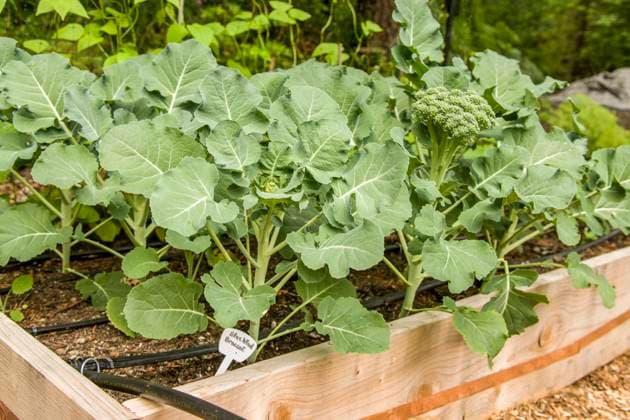 IMAGO Creative: Garten, Anbau im Hochbeet Issaquah, Washington State, USA. Blue Wind broccoli growing in a raised bed garden  Copyright: xJanetxHortonx x US48 JHO2068