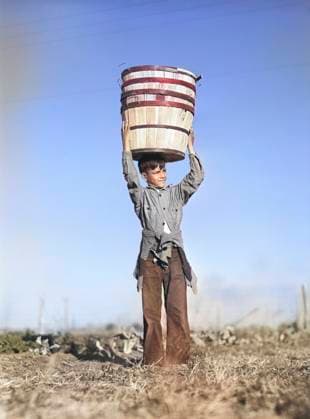 Young boy harvesting spinach crop, Community garden, Farm Security Administration migratory labor camp, Robstown, Texas, USA, Arthur Rothstein, U.S. Farm Security Administration, January 1942  Copyright: xCircaxImagesx ghi-circa11869