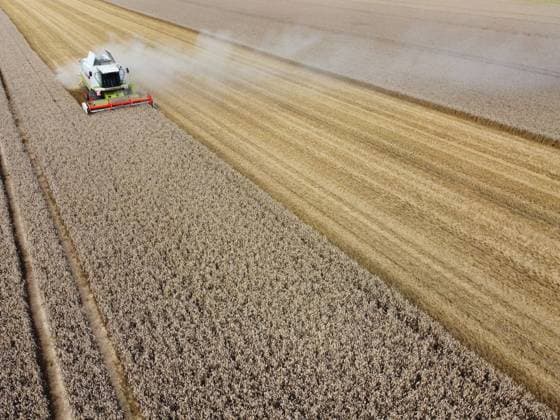 Winterweizen wird aktuell geerntet in Goslar am Harz im Bundesland Niedersachsen. Winterweizen auf einem Feld wird geerntet. *** Winter wheat is currently harvested in Goslar am Harz in the state of Lower Saxony Winter wheat in a field is harvested