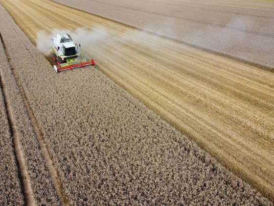 Winterweizen wird aktuell geerntet in Goslar am Harz im Bundesland Niedersachsen. Winterweizen auf einem Feld wird geerntet. *** Winter wheat is currently harvested in Goslar am Harz in the state of Lower Saxony Winter wheat in a field is harvested