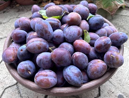 Bayern, Deutschland 25. August 2023: Hier im Bild reife Zwetschgen, Pflaumen reif, die gerade von einem Zwetschgenbaum gepflückt, geerntet wurden,Prunus domestica *** Bavaria, Germany 25 August 2023 Here in the picture ripe plums, plums ripe just picked from a plum tree, harvested,Prunus domestica