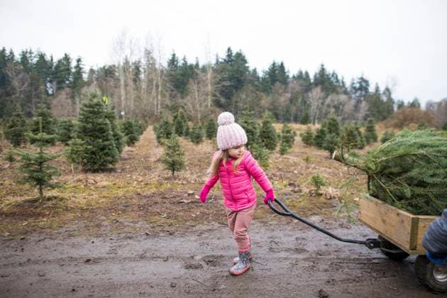 Side view of young girl pulling cart with Christmas Tree Langley, British Columbia, Canada CR_JDIP230805-1083650-01 ,model released, Symbolfoto