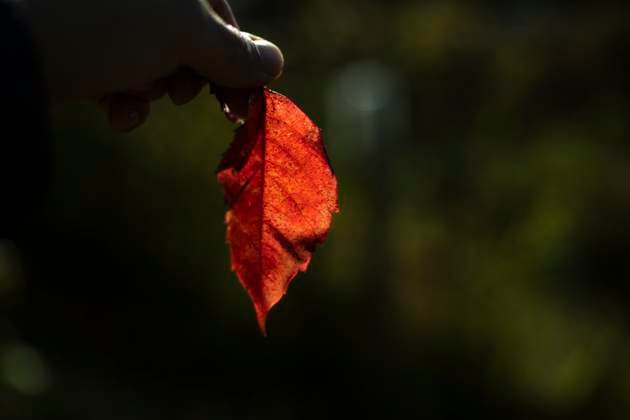 IMAGO Creative: Herbst, Lichtimpressionen Red leaf in autumn in hand. Autumn colors in nature. Plant in sun. Moscow, Moscow, Russia R_UEFCLG230803-1226468-01