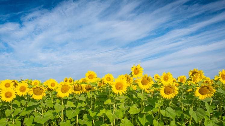 Field of yellow sunflowers under blue skies. United States, Virginia, Nokesville R_YWPB230731-1223061-01