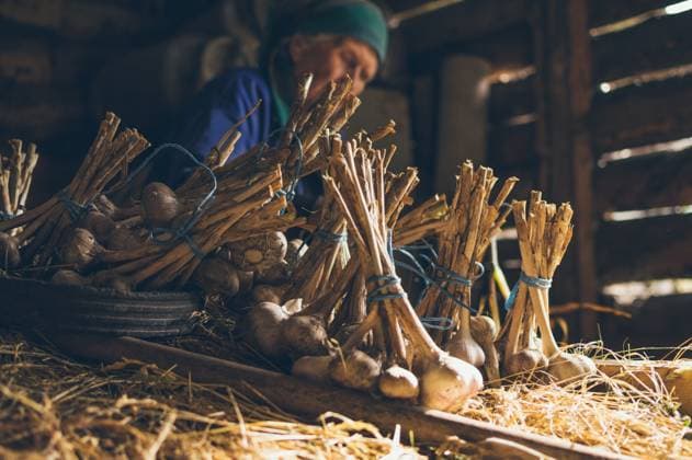IMAGO Creative, Jahreszeit Herbst auf dem Land Old woman making bundles of garlic in shed Sorokino, Belgorod Oblast, Russia CR_GWEHXZ220812-1023971-01 ,model released, Symbolfoto
