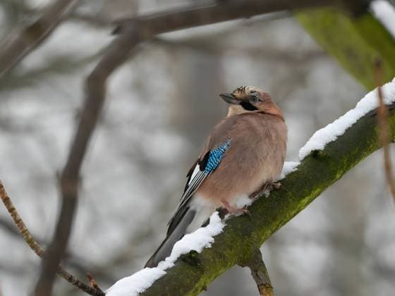Eurasian jay on a branch in a snowy winter setting. Ostrava, Moravian-Silesian Region, Czechia R_WEWE23072658B0-1219972-01