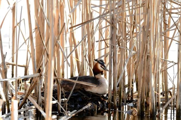 Great crested grebe in the nest. Ostrava, Moravian-Silesian Region, Czechia R_WEWE230726W-1222186-01