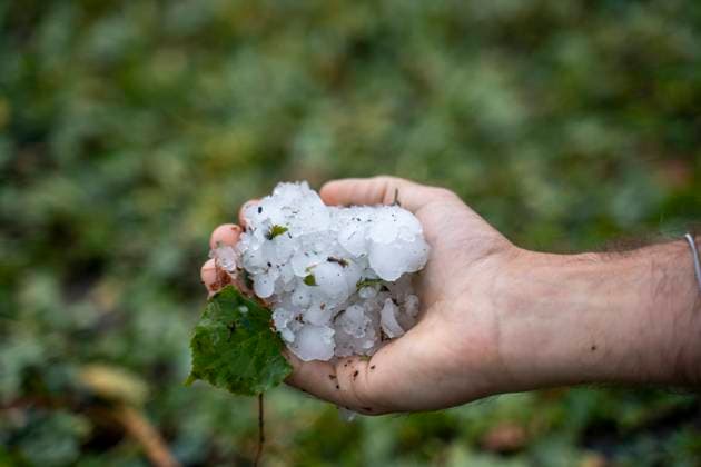 News Themen der Woche KW34 News Bilder des Tages Augsburg County, Swabia, Bavaria, Germany - 26 August 2023: Theme image, damage after severe storm with thunderstorms, heavy rain, hurricane-force winds and hail. Hand of a man holds the dirt and big hailstones *** Themenbild, Schäden nach schwerem Unwetter mit Gewitter, Starkregen, Orkanböhen und Hagel. Hand von einem Mann hält den Dreck und große Hagelkörner