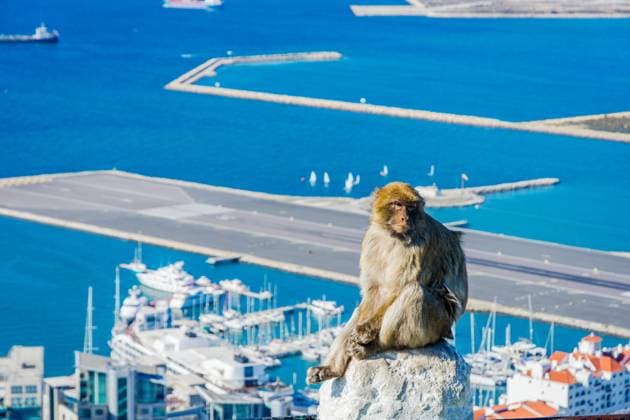 Macaque monkey above Gibraltar city Macaque monkey sitting on the wall overlooking the Gibraltar city Copyright: xZoonar.com AnaxFlaskerx 11629742