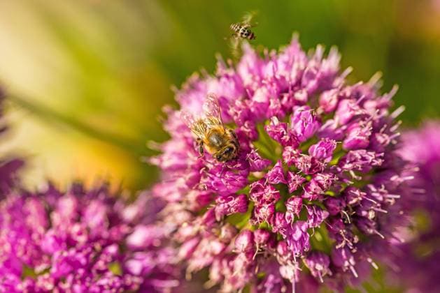 Allium mit Blumen und Bienen *** Allium with Flowers and Bees 1093512088