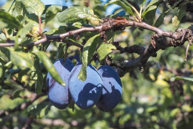 Plum fruits (Prunus domestica fruit) on a plum tree in fruit orchard in Prague, Czech Republic, August 15, 2023. (CTKxPhoto PavelxVesely) CTKPhotoF202308240016701  CTKPhotoF202308240016701