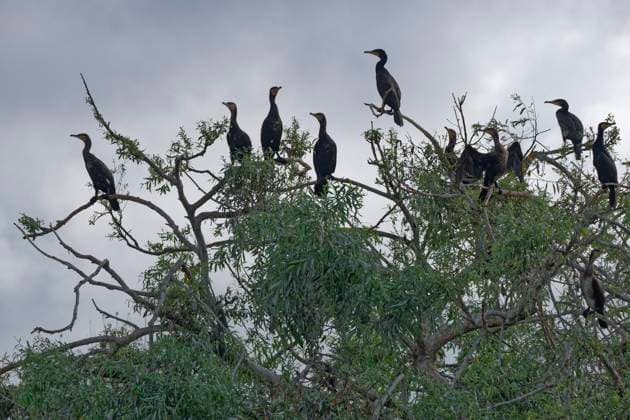  Kormorane in einer Kormoran-Kolonie auf einem Busch im Lacul Isaccel im UNESCO Biosphärenreservat Donaudelta. Munghiol, Tulcea, Rumänien, Südosteuropa, Europa *** Cormorants in a Cormorant Colony at a Busch at Lacul Isaccel at Unesco Biosphere reserve Danube Delta Munghiol, Tulcea, Romania, Southeastern Europe, Europe Copyright: imageBROKER/Be iblmbk09510062.jpg