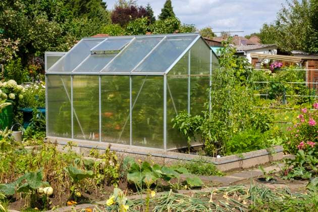 IMAGO Creative: Garten, Anbau im Gewächshaus Gewächshaus im Kleingarten, Schrebergarten, Nordrhein-Westfalen, Deutschland, Europa *** Greenhouse at Allotment garden, Allotment garden, North Rhine Westphalia, Germany, Europe Copyright: imageBROKER/WilfriedxWirth ibxdwh09561852.jpg