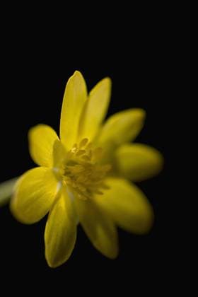 Yellow buttercup on black background  Copyright: Ableimages fStopImages2033112