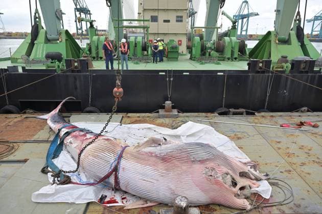 Bilder des Jahres 2023, News 08 August News Themen der Woche KW35 News Bilder des Tages Belgien, Bergung eines Walkadaver im Hafen von Antwerpen-Brügge the removal of a whale cadaver at the terminal of DP World, in the Deurganckdok at the Port of Antwerp-Bruges, in Antwerp, Tuesday 29 August 2023. The carcass of a cetacean surfaced on Tuesday morning. It is not yet clear which species it is. The ten meter long cadaver will be salvaged with great care. The inconvenience to shipping traffic in the Deurganck dock is currently limited, but the animal must be removed as soon as possible, since there is always a chance that it will explode due to accumulated gases inside the cadaver. After the salvage, the Royal Belgian Institute of Natural Sciences will examine the animal in collaboration with the universities of Antwerp and Ghent.  JONASxROOSENS 72863343