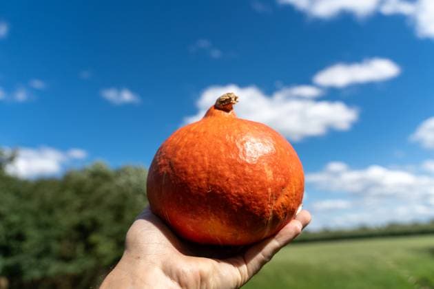Bavaria, Germany - 3 August 2023: Hand holding Hokkaido pumpkin in the air in front of green field with blue sky. Pumpkin harvest concept *** Hand hält Hokkaido Kürbis in die Luft vor einem grünen Feld mit blauem Himmel. Kürbisernte Konzept