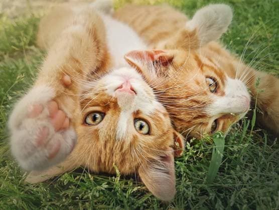 Zwei orangefarbene Kätzchen spielen zusammen im Freien auf dem Gras. Lustig und verspielt Ingwer Katzen kämpfen Spiele, beißen und umarmen *** Two Orange Kittens Play together at Free at the Grass funny and playful Ginger Cats Fighting Games, bite and hug Copyright: imageBROKER PsychoShadow ibxaiu09566191.jpg