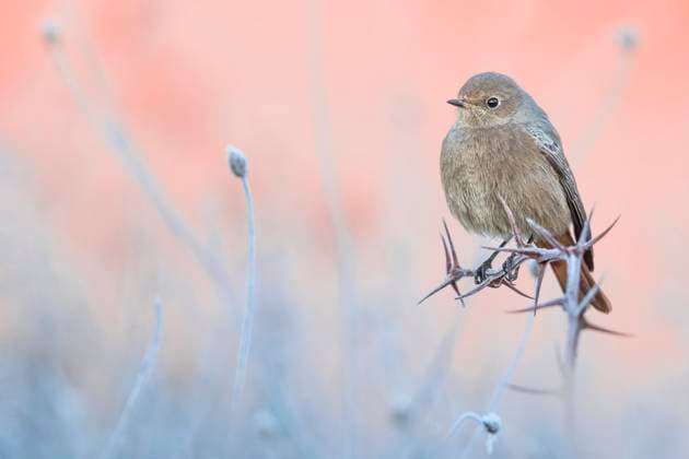 Gibraltar-Hausrotschwanz, Gibraltar-Haus-Rotschwanz, Gibraltarhausrotschwanz (Phoenicurus ochruros gibraltariensis, Phoenicurus gibraltariensis), ueberwinterndes Weibchen, Italien, Toskana Gibraltar black redstart (Phoenicurus ochruros gibraltariensis, Phoenicurus gibraltariensis), wintering female, Italy, Tuscany BLWS693479 *** Gibraltar House Redstart, Gibraltar House Redtail, Gibraltar Redstart Phoenicurus ochruros gibraltariensis, Phoenicurus gibraltariensis , ueberwinterndes Female, Italy, Tuscany Gibraltar Black redstart Phoenicurus ochruros gibraltariensis, Phoenicurus gibraltariensis , wintering female, Italy, Tuscany BLWS693479 Copyright: xblickwinkel AGAMI D.xOcchiatox
