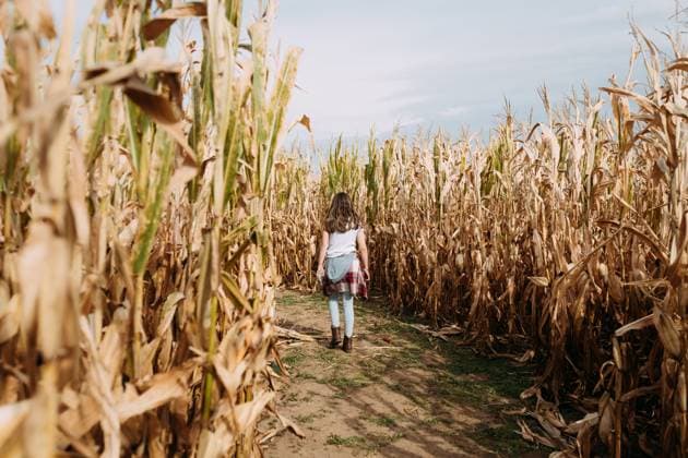 Pre-teen girl walking through corn maze during fall Sikeston, Missouri, United States CR_WEKW230828-1242149-01 ,model released, Symbolfoto