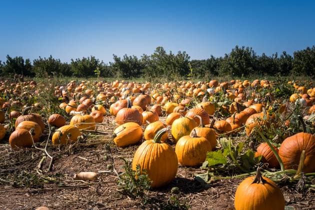 Pumpkins in field on a sunny fall day. United States, District of Columbia, Washington R_YWPB230808-1231192-01