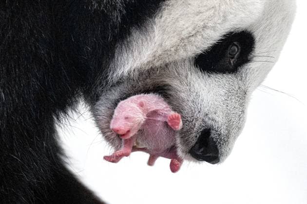 Entertainment Themen der Woche KW35 RUSSIA, MOSCOW - AUGUST 28, 2023: Seen in this image is a panda cub born to parents Ru Yi and Ding Ding at Moscow Zoo. This is the first cub to be born to pandas in Russia. Moscow Zoo Press Office TASS  61537674