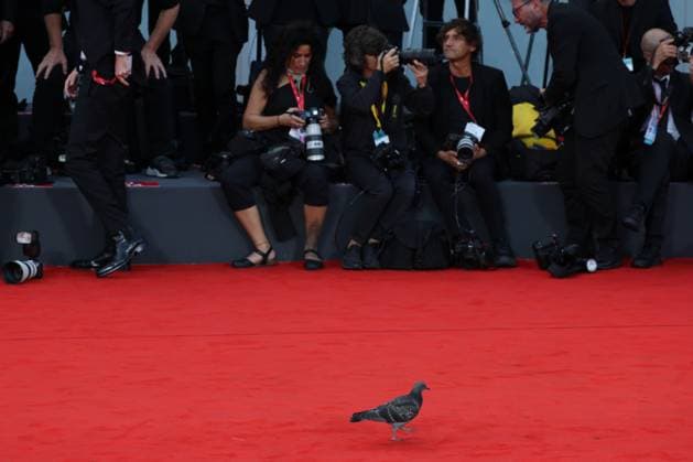 Entertainment Themen der Woche KW35 Entertainment Bilder des Tages News - Opening red carpet - 80Â° Venice Internationa fil festival A pigeon walks the opening red carpet at the 80th Venice International Film Festival on August 30, 2023 in Venice, Italy. Photo: Cinzia Camela. Lido di Venezia Palazzo del Cinema Italy Copyright: xCinziaxCamelax xLiveMediax LPN_1032904