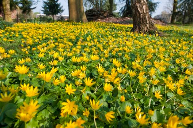 Scharbockskraut, lesser celandine Scharbockskraut, lesser celandine Copyright: xZoonar.com JürgenxBussex 1108805