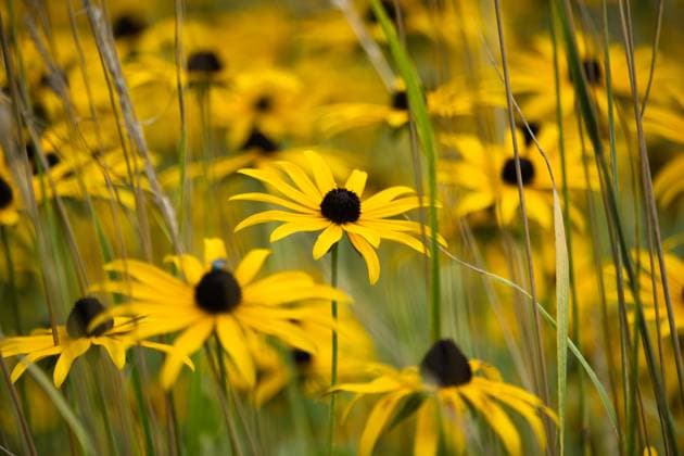 Beet mit gelbem Sonnenhut, echinacea purpurea *** Bed with yellow coneflower, echinacea purpurea