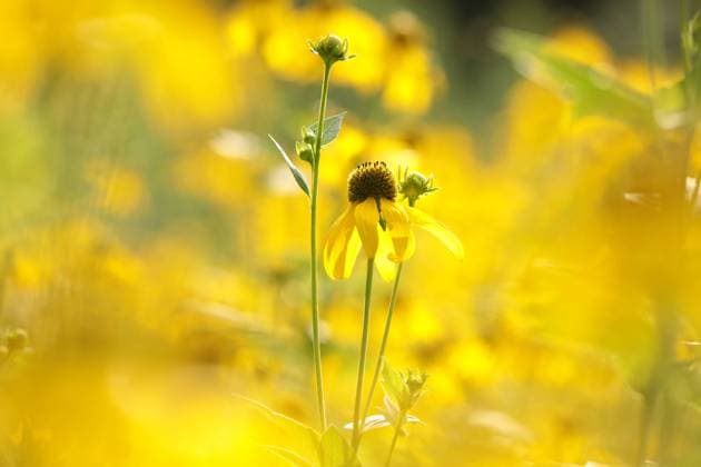 Cutleaf Coneflower Cutleaf Coneflower - Rudbeckia laciniata in the garden Copyright: xZoonar.com PaulxAniszewskix 16884637