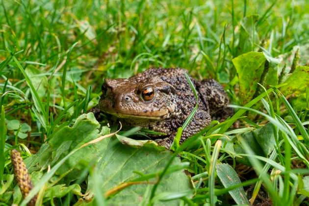 Creative Highlights World Eine Erdkröte (Bufo bufo) auf einer feuchten Waldwiese an einem Bach in Jonsdorf (Landkreis Görlitz) im Zittauer Gebirge in Sachsen. *** A common toad Bufo bufo on a wet forest meadow at a brook in Jonsdorf district of Görlitz in the Zittau Mountains, Saxony