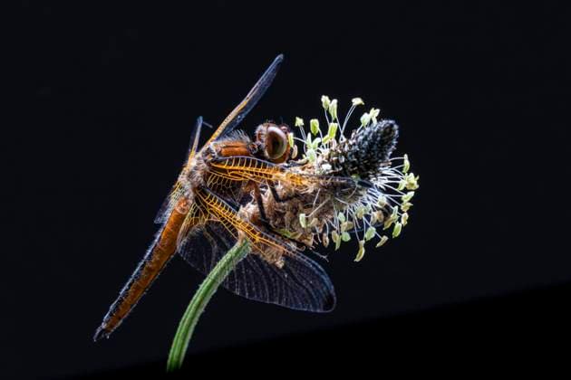 Creative Highlights World Spitzenfleck, Spitzenfleck-Libelle, Spitzenfleckkibelle (Libellula fulva), sitzt auf Wegerich, Seitenansicht, Niederlande, Friesland scarce chaser dragonfly, scarce libellula (Libellula fulva), sitting on plantain, side view, Netherlands, Frisia BLWS693704 *** Lace stain, Top spot Dragonfly, Lace Spotted Damselfly Libellula fulva , sits at Plantain, Side view, Netherlands, Friesland scarce Chaser dragonfly, scarce Libellula Libellula fulva , Sitting ON plantain, Side view, Netherlands, Frisia BLWS693704 Copyright: xblickwinkel AGAMI W.xLeursx