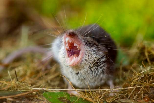 Feldspitzmaus ie Feldspitzmaus bewohnt waldfreie, extensiv genutzte Offenlebensräume wie Brachen, aufgelassenes Grünland, Wegränder, Felder und Gärten vom Flachland bis in etwa 700 m Höhe. Die Tiere wechseln zu bestimmten Jahreszeiten in deckungsreicheres und feuchteres Gelände. Vor allem im Bereich der nördlichen Verbreitungsgrenze ist die Art eng an menschliche Siedlungen gebunden. Copyright: xZoonar.com RalfxWeisex 6722188