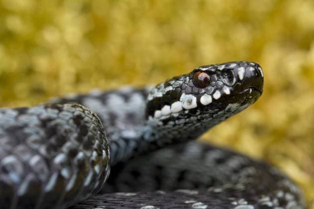  Kreuzotter (Vipera berus), zusammengerollt in auffälliger Pose, graue Farbphase, Schweden, Europa *** Common Viper Vipera Berus , zusammengerollt in More striking Pose, Grey Color phase, Sweden, Europe Copyright: imageBROKER/alimdix/xArterrax/xSven-ErikxArndt ibltsm09574306.jpg