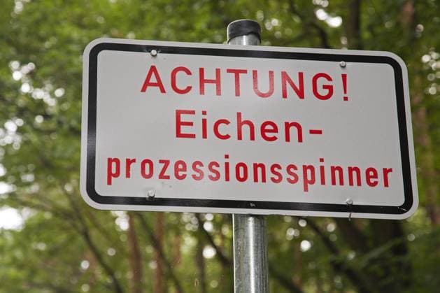 Warnschild für Eichenprozessionsspinner (Thaumetopoea processionea) in einem Wald in Deutschland *** Warning sign for Oak Processionary Moth Thaumetopoea processionea in a Forest in Germany Copyright: imageBROKER alimdix xArterrax xPatrickxKeirsebilck ibltsm09592553.jpg
