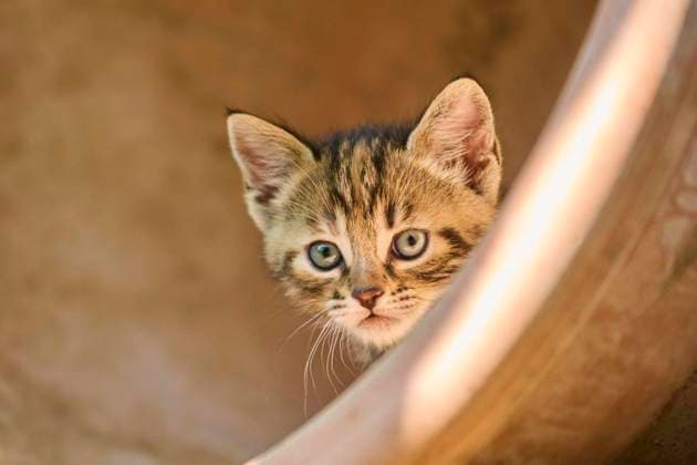 Bengalkatze, Hauskatze, Kätzchen in einem Blumentopf, Bayern, Deutschland, Europa *** Bengal cat, Domestic cat, Kittens in a Flowerpot, Bavaria, Germany, Europe Copyright: imageBROKER Davidx&xMichaxSheldon ibxshe09591649.jpg