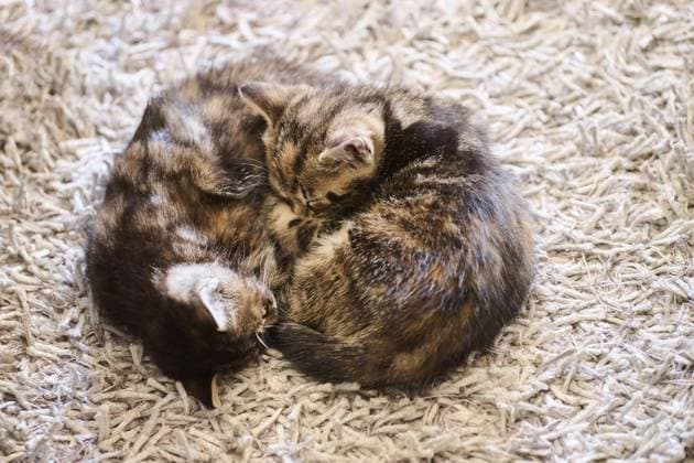 Bengalkatze, Hauskatze, Kätzchen auf dem Boden liegend, Bayern, Deutschland, Europa *** Bengal cat, Domestic cat, Kittens at the Floor lying, Bavaria, Germany, Europe Copyright: imageBROKER Davidx&xMichaxSheldon ibxshe09591770.jpg