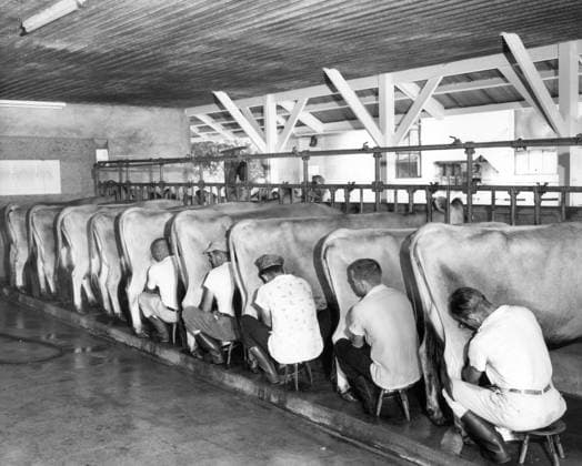 Archivbilder der Woche KW35 Milking by hand DAIRY FARMING - Milking cows by hand - Date: 01.07.1965., Credit:Photoshot Avalon United Kingdom  Copyright: xPhotoshotx xAvalonx 0502981664
