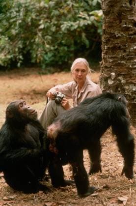IMAGO ICONS: Jane Goodall Jane Goodall Personality Jane Goodall Personality Pan troglodytes Jane Goodall Personality Jane Goodall Personality Pan troglodytes, Credit:K & K Amman Avalon  Copyright: xKx&xKxAmmanx xAvalonx 0502986445