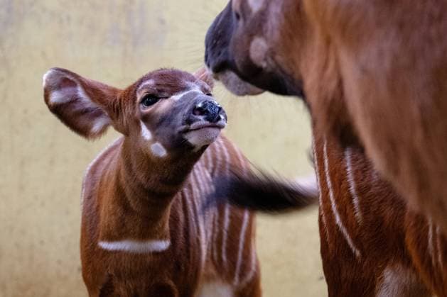Bilder des Jahres 2023, Entertainment 09 September Entertainment Themen der Woche KW36 Babies of critically endangered bongo are seen in stable in Dvur Kralove Safari Park, Trutnov region, Czech Republic, SDeptember 4, 2023. (CTKxPhoto DavidxTanecek) CTKPhotoP2023090404597  CTKPhotoP2023090404597