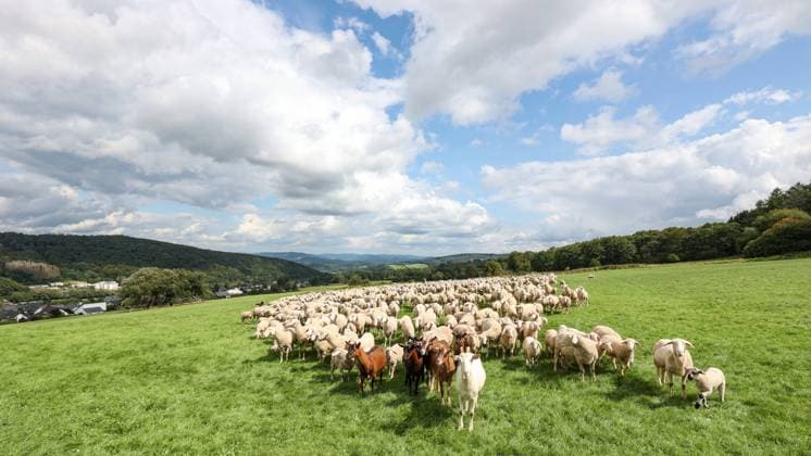 Schafe und eine Ziegen auf einer Wiese in Burbach-Luetzeln (Lützeln) Sommer im Siegerland am 31.08.2023 in Burbach Deutschland. *** Sheep and a goat on a meadow in Burbach Luetzeln Lützeln summer in Siegerland on 31 08 2023 in Burbach Germany