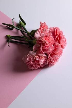 Vertical image of bunch of pink carnation flowers with copy space on white and pink background Vertical image of bunch of pink carnation flowers with copy space on white and pink background. Flower, plant, shape, nature and colour concept., model released, , property released, Cape Town, South Africa, 2023-07-18T22:00:00.000Z, 4162464.jpg, vertical,image,bunch,pink background,carnation,flower,copy space,white,background,plant,shape,nature,colour,concept,design,abstract,green,illustration,color,beautiful,natural,floral,isolated,pattern,graphic,summer,texture,leaf,art,decoration,spring,garden,beauty,closeup,pink,copy,space