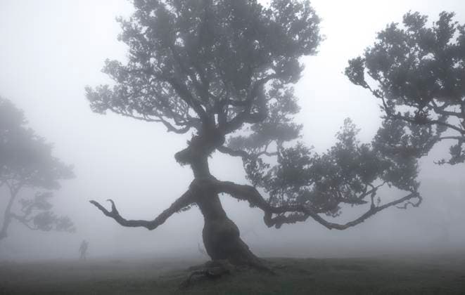 Amazing view of Fanal forest visible lone green tree surrounded with thick fog during morning time on grassy landscape of Madeira Island Portugal against blurred background in daylight Model Released PacoFarero_ID15924_484994_019 Copyright: xPacoxFarerox