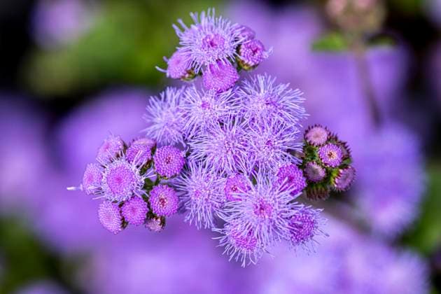 Gewöhnlicher Leberbalsam (Ageratum houstonianum) auf der Bundesgartenschau, BUGA Mannheim Baden-Württemberg Deutschland *** Common liver balsam Ageratum houstonianum at the Federal Garden Show, BUGA Mannheim Baden Württemberg Germany