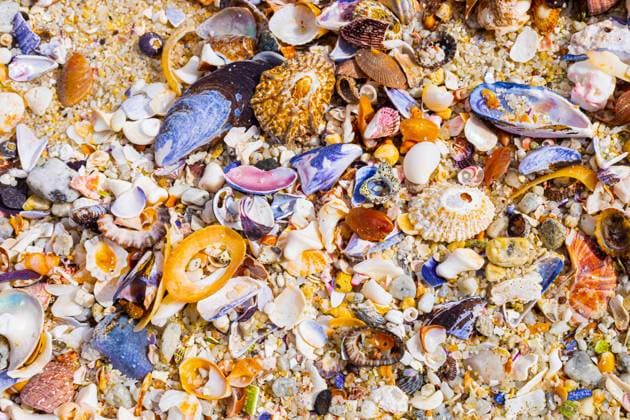 Overhead view of washed up and broken sea shells on sandy beach Overhead view of washed up and broken sea shells on sandy beach in Cape Town Copyright: xZoonar.com MichaelxCxTurnerx 17684684