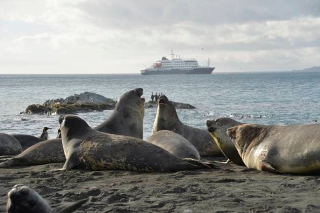 Seeelefanten und MS Hondius, Gold Harbour, Südgeorgien Seeelefanten und MS Hondius, Gold Harbour, Südgeorgien Copyright: xZoonar.com LotharxKurtzex 18094596